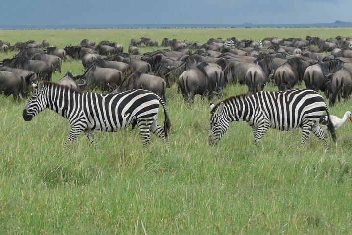 Serengeti gnu migration.