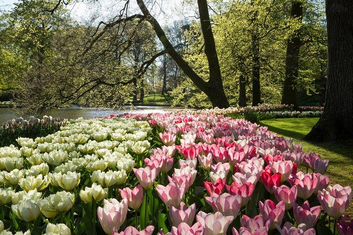 De Amsterdã : Keukenhof Gardens Bilhete e Transfer