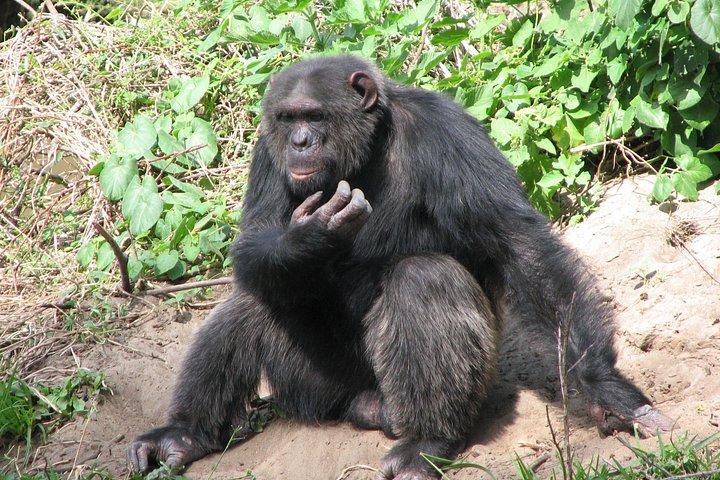 ケニア野生動物ジープサファリの12日間のベスト-ハイエンド