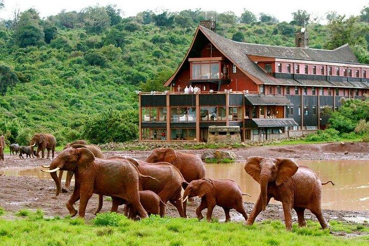 ケニア野生動物ジープサファリの12日間のベスト-ハイエンド