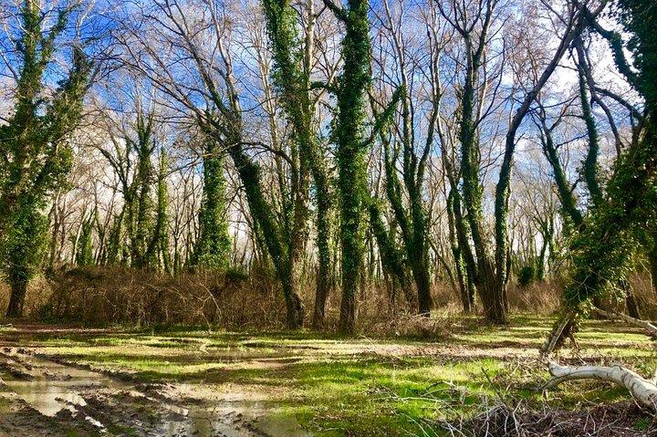Albania Birdwatching, Kayaking, Bicycle National Park Divjaka Karavasta(ARG)