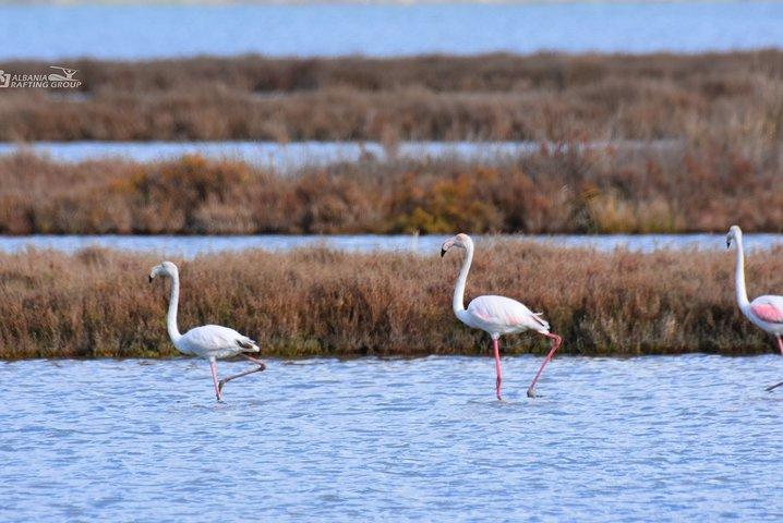 Albania Birdwatching, Kayaking, Bicycle National Park Divjaka Karavasta(ARG)