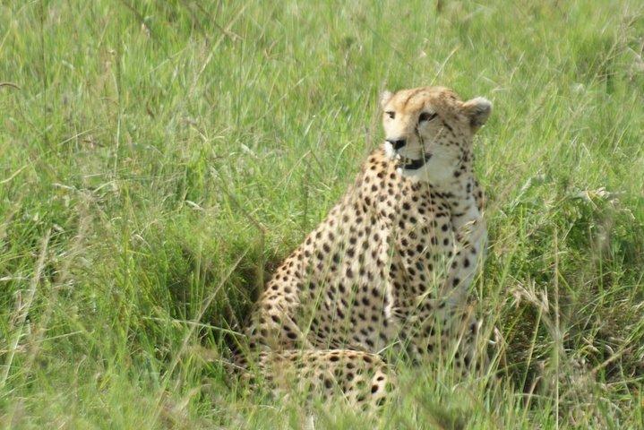12 días Samburu Ol-pejeta lake Nakuru Masai Mara lake Naivasha Amboseli safari
