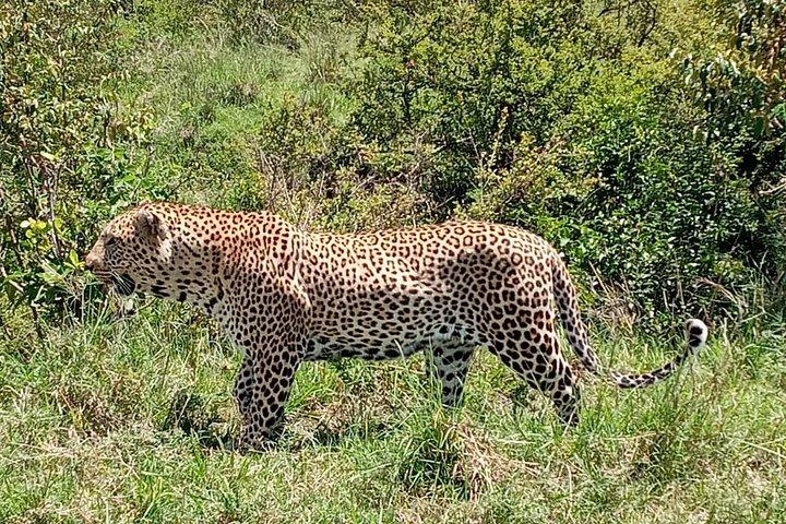 12 días Samburu Ol-pejeta lake Nakuru Masai Mara lake Naivasha Amboseli safari