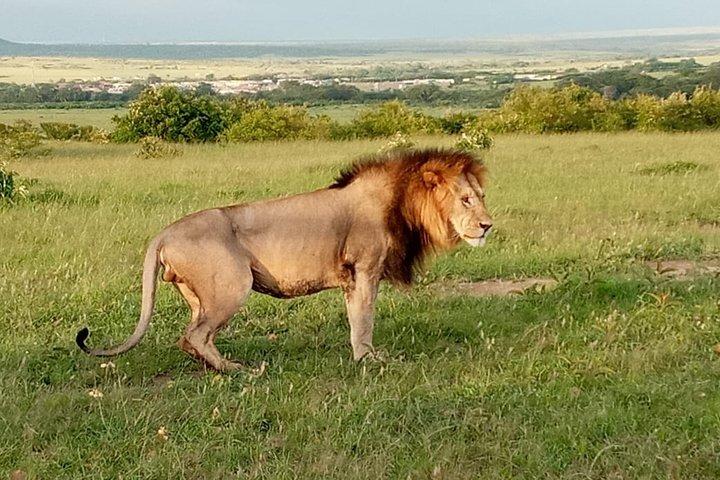 12 días Samburu Ol-pejeta lake Nakuru Masai Mara lake Naivasha Amboseli safari