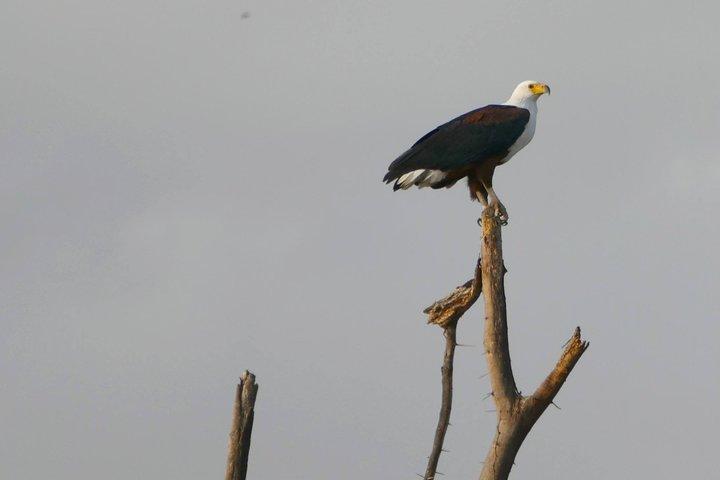 12 días Samburu Ol-pejeta lake Nakuru Masai Mara lake Naivasha Amboseli safari