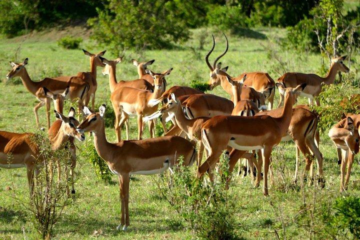 12 días Samburu Ol-pejeta lake Nakuru Masai Mara lake Naivasha Amboseli safari