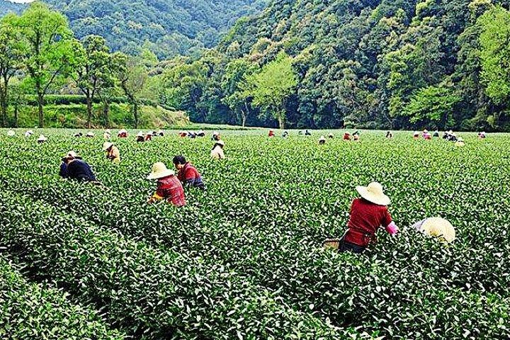 Explora la naturaleza de medio día en Hangzhou con el pueblo de té verde y el bosque de bambú Yunxi