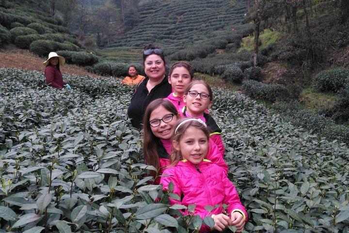 Excursão privada de meio dia em Hangzhou com Green Tea Village e Templo Lingyin