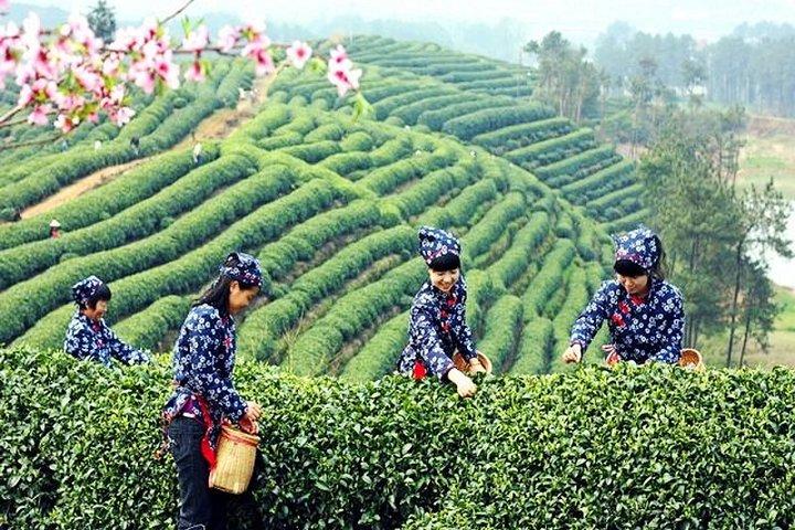 Excursión privada de medio día a Hangzhou con Green Tea Village y Lingyin Temple