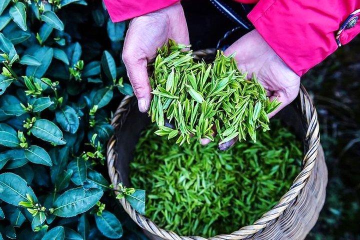 Excursão privada de meio dia em Hangzhou com Green Tea Village e Templo Lingyin