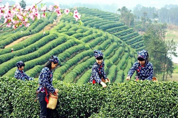 Tour di un giorno privato della natura e del giardino di Hangzhou con Tea Village e pranzo