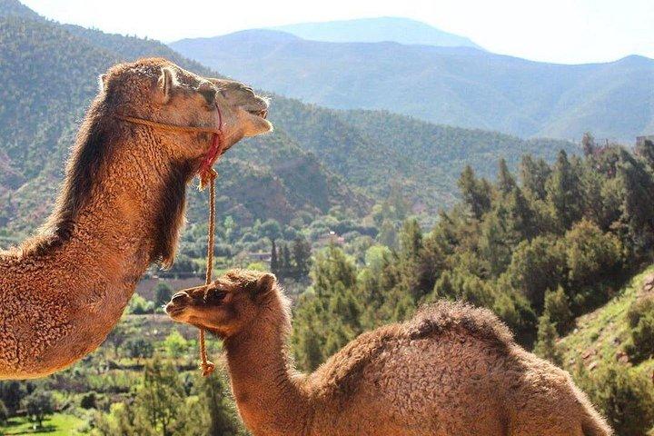 キャメルキャメル体験でアトラス山脈とアガファイ砂漠を訪れる