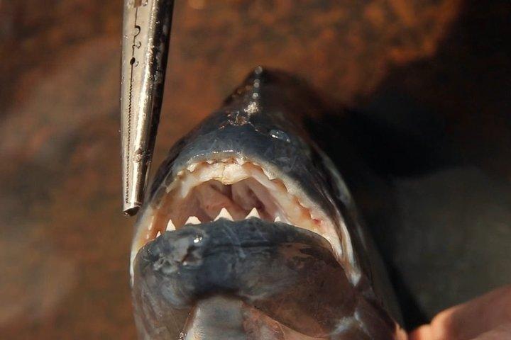 Excursion privée de pêche aux piranhas dans l'Amazonie d'Iquitos