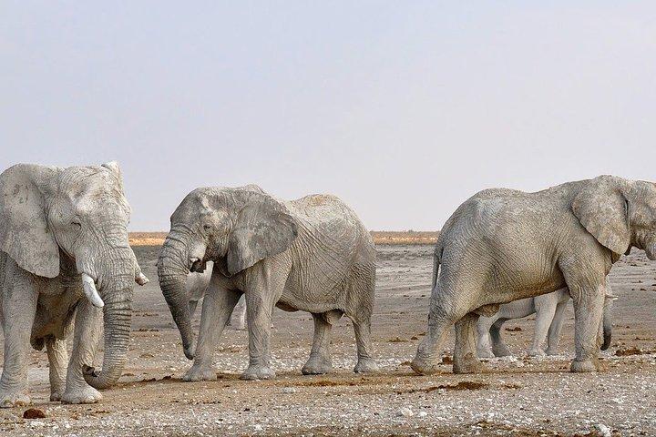 Etosha NP & Swakopmund Safari 4 dias / 3 noites