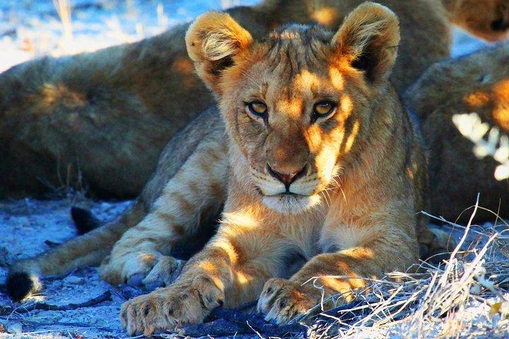8日間のEtosha NP、スワコプムントとソススフレイ