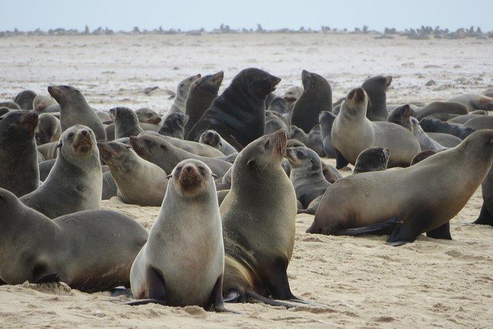 8日間のEtosha NP、スワコプムントとソススフレイ