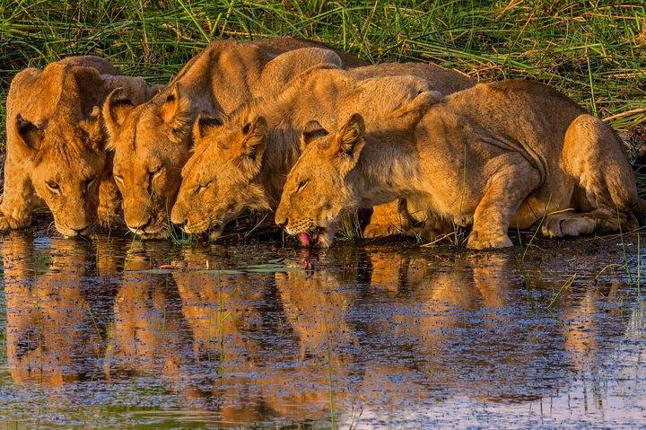 Wonder Victoria Falls Avventura 6 giorni/5 notti (Comfort Plus)