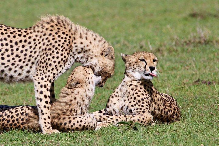 グレートリフトバレー経由マサイマラの2泊3日