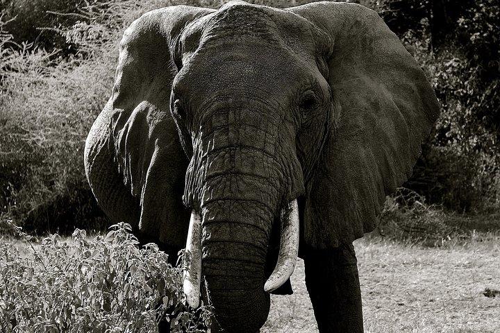 Explore a Tarangire, el cráter de Ngorongoro y el lago Manyara durante 2 días (básico)