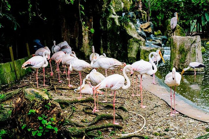 自然を満喫 - 蘭園、バードパーク、バタフライパークツアー