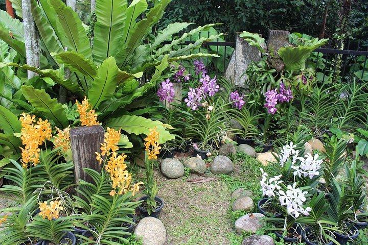 自然を満喫 - 蘭園、バードパーク、バタフライパークツアー