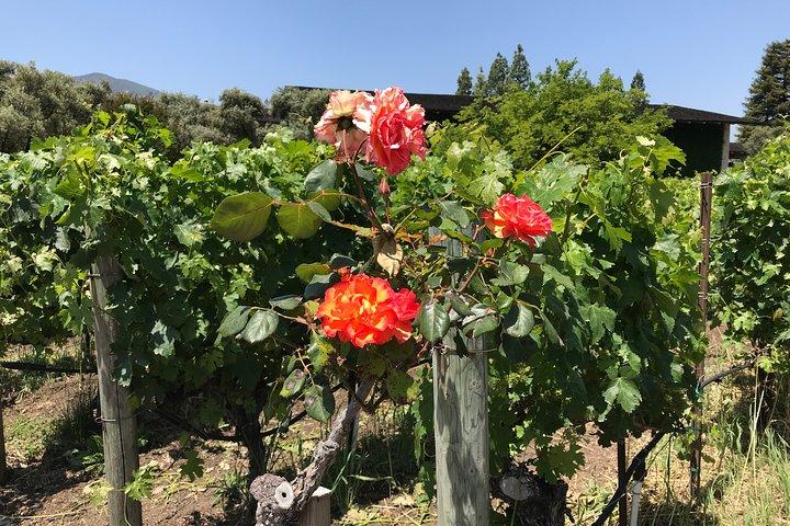 6-stündige maßgeschneiderte private NAPA Valley Wine Tour von der San Francisco Bay Area
