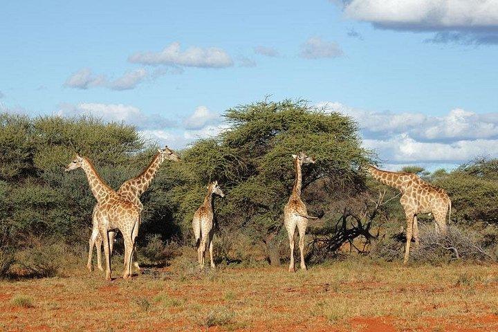 ヨハネスブルグのクルーガー国立公園での終日サファリ