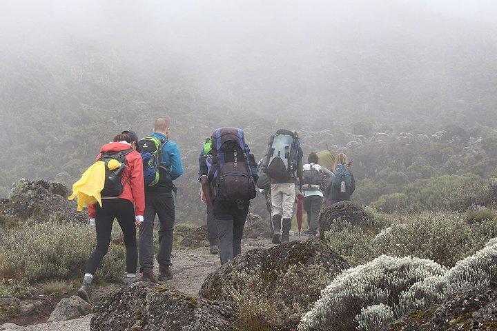 Kilimanjaro Climb - 8-daagse Lemosho-route