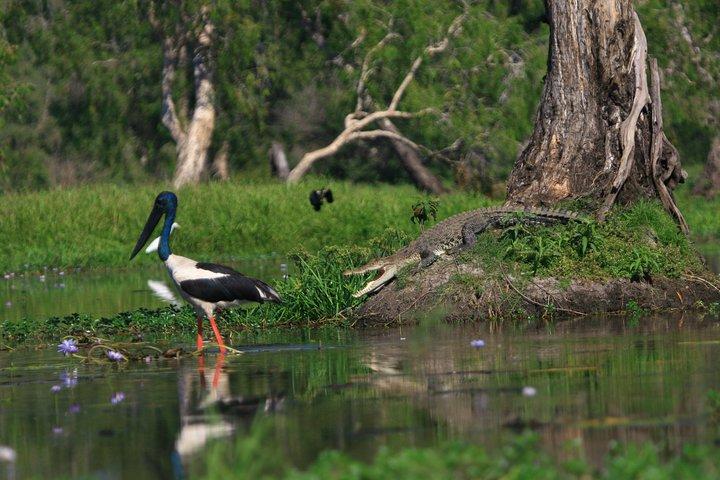 Cruzeiros Corroboree Billabong Wetland - Cruzeiro matinal de 1,5 horas