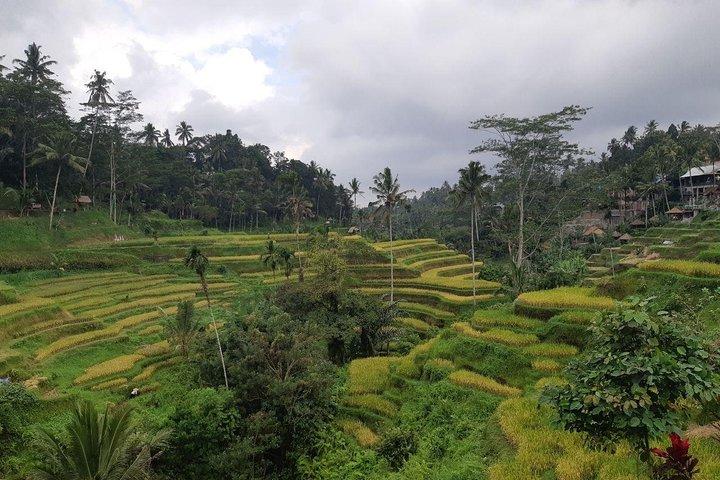 Bali Tour: Ubud mest populære sted