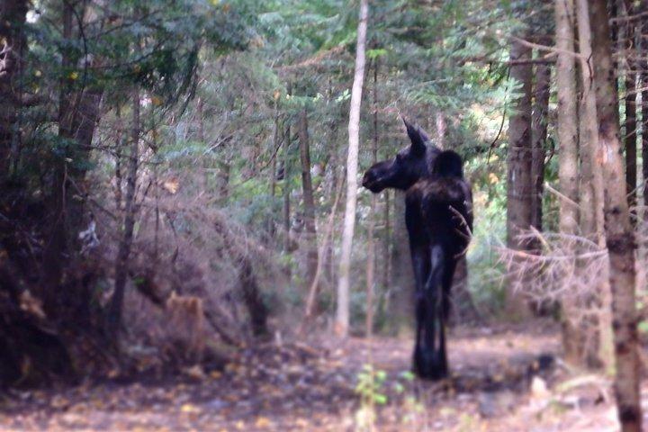 Private All-Inclusive Algonquin Tours (3 Day Guided Camping)