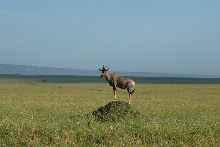 Safari di 7 giorni al Maasai Mara, Serengeti e Ngorongoro Conservancy in Tanzania.