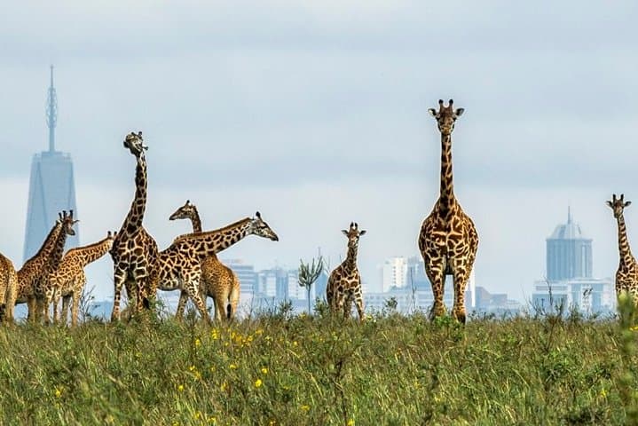 Nairobi National Park Game Drive and Transfer