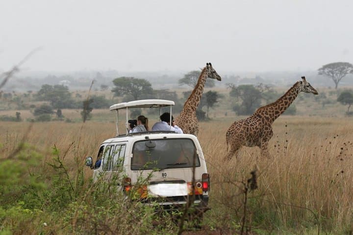 Nairobi National Park Game Drive and Transfer