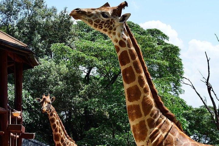 Giraffe Center Guided Tour from Nairobi