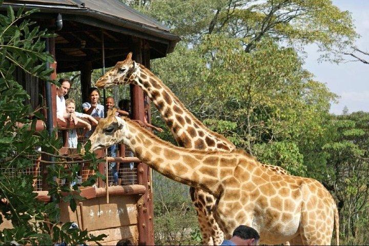 Giraffe Center Guided Tour from Nairobi