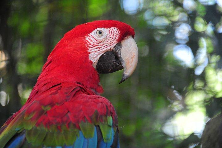 Bird Park Tour