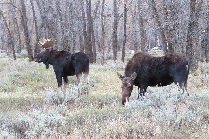 Parc national de Grand Teton - Visite privée au coucher du soleil au départ de Jackson Hole