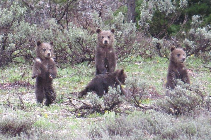 Parc national de Grand Teton - Visite privée au lever du soleil au départ de Jackson Hole