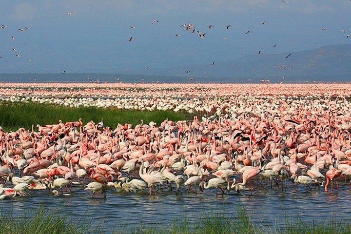Tour del Lago Nakuru con giro in barca opzionale al Lago Naivasha