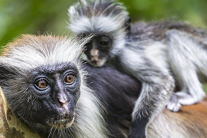 Kuza Cave Tour, Salaam Cave Tour, Jozani Monkey Tour, The Rock