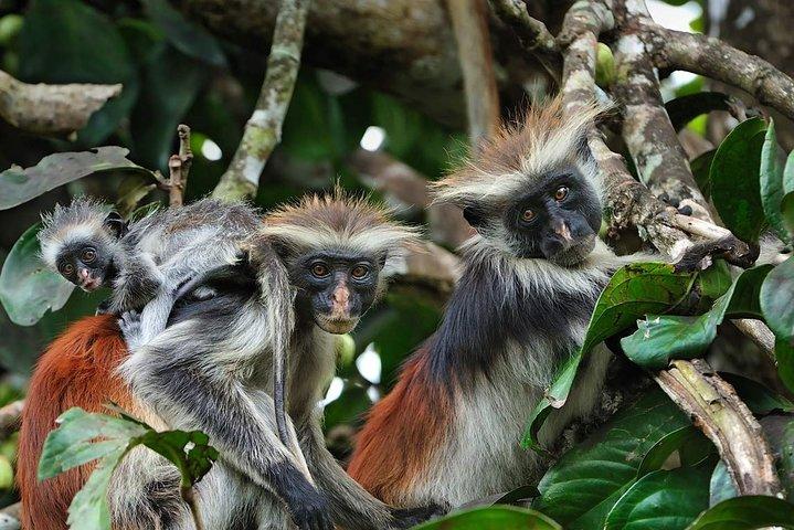Kuza Cave Tour, Salaam Cave Tour, Jozani Monkey Tour, The Rock
