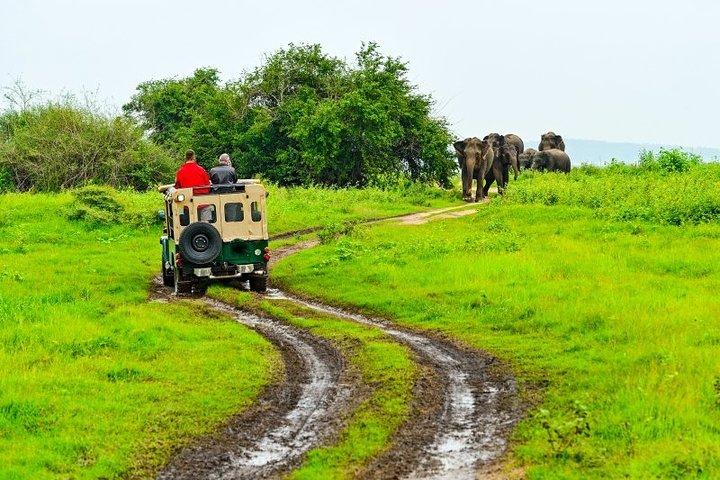 Tour naar Dambulla Cave & Minneriya Safari Game Drive vanuit Kandy