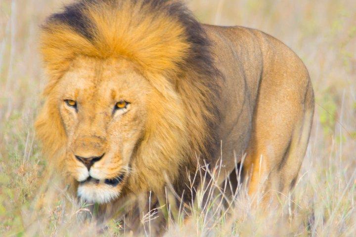 5-daagse lodgesafari.