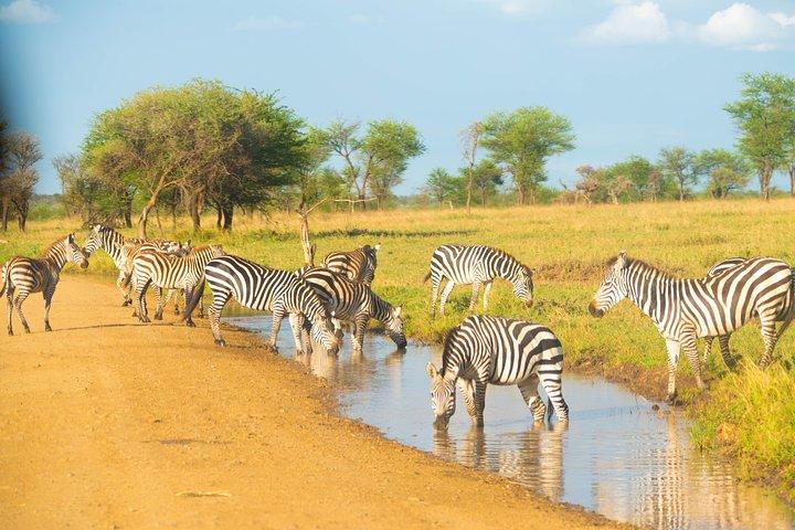7 dages Lodge Safari.