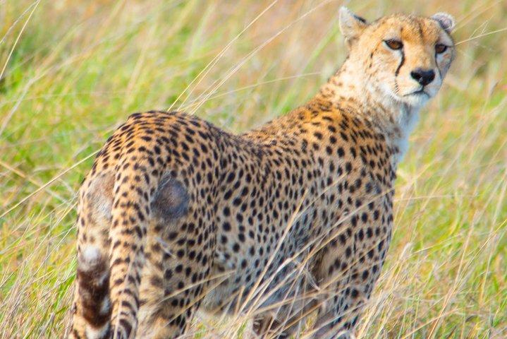 5-daagse lodgesafari.