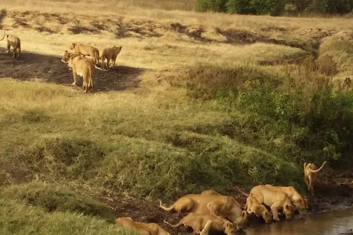 7-Day Private Safari to Amboseli National Park and Masai Mara