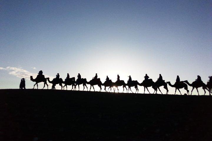 Marrakech: 1/2 day camel ride in the palm grove