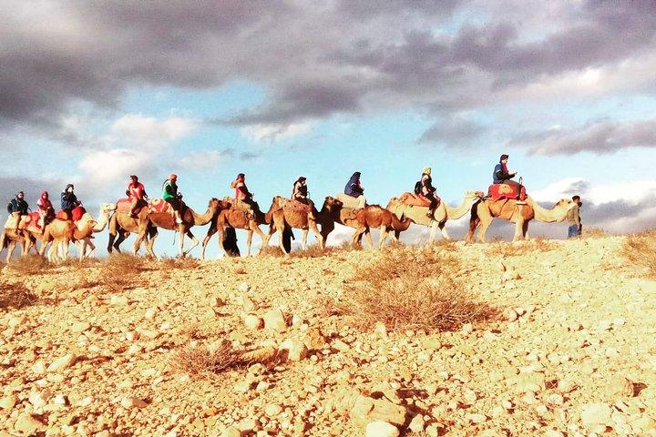Marrakech: 1/2 day camel ride in the palm grove